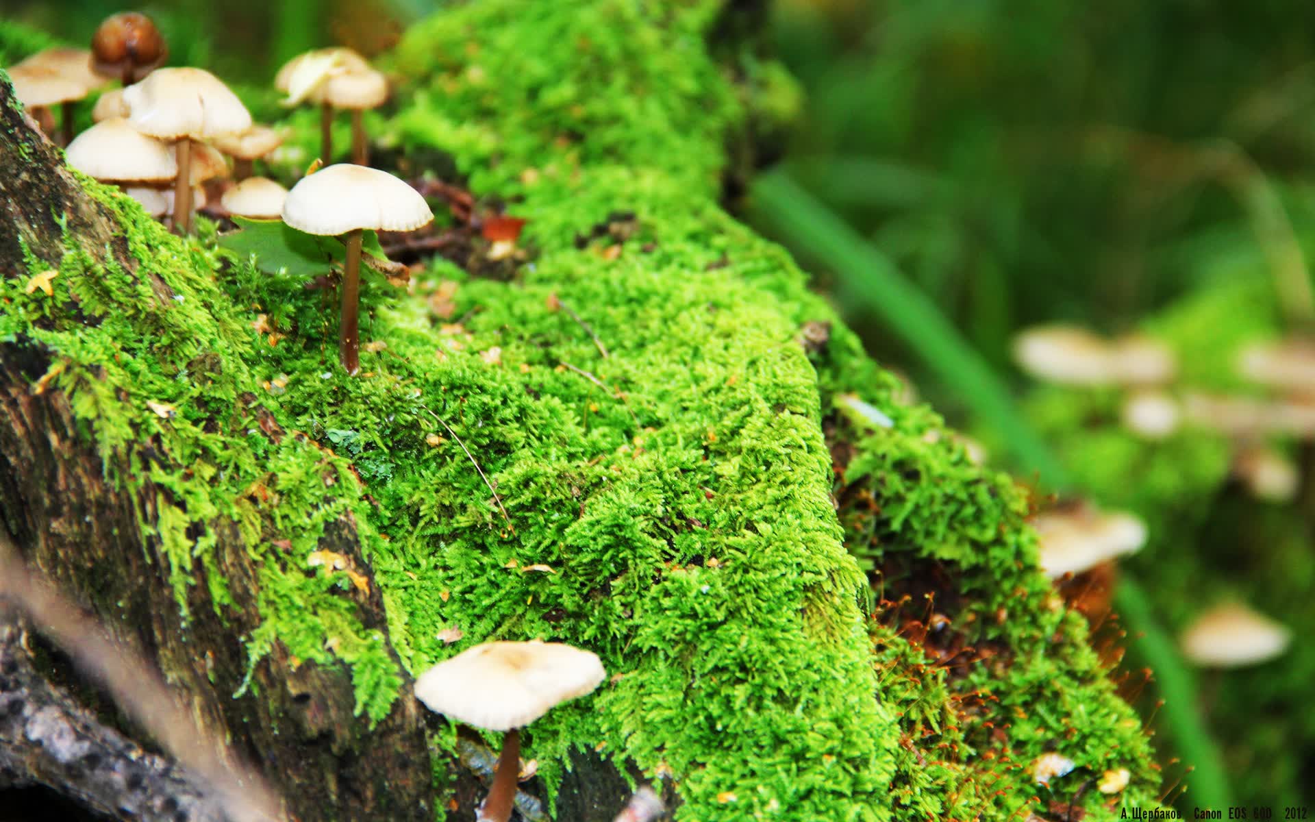 世界拳击退役运动员职业转型成功案例专栏上线，拳击手退役后怎么办